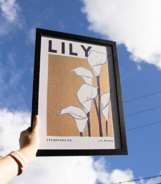 lily in the sky