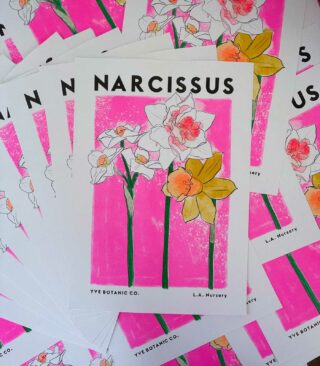 narcissus print